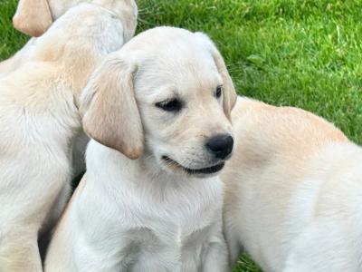 Champion Style IKC Registered Labrador puppies in Tipperary