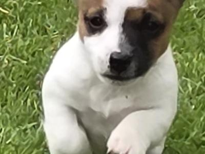Jack Russell puppies in Dublin