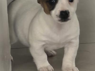 Jack Russell puppies in Dublin