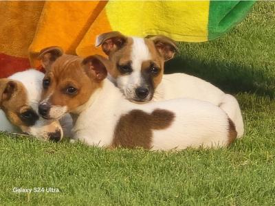 Jack Russell puppies in Dublin