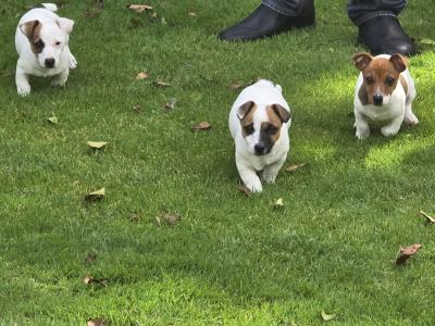 Jack Russell puppies in Dublin