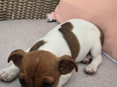 Jack Russell puppies in Dublin