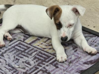Jack Russell puppies in Dublin