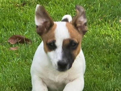 Jack Russell puppies in Dublin