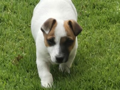 Jack Russell puppies in Dublin