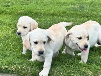 FEMALES ONLY Champion Style IKC Registered Labrador puppies in Tipperary