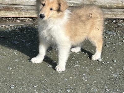 IKC Registered Rough Collie female puppies for sale in Limerick