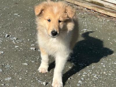 IKC Registered Rough Collie female puppies for sale in Limerick