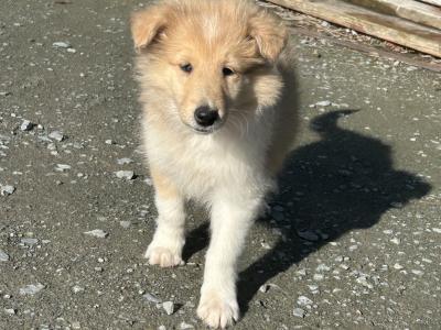 IKC Registered Rough Collie female puppies for sale in Limerick