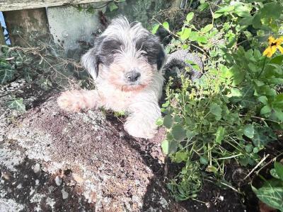 Tibetan Terrier x Bichon Frise puppies in Laois
