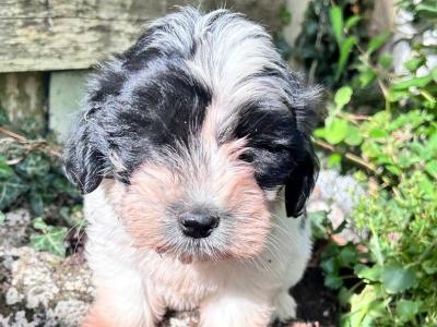 Tibetan Terrier x Bichon Frise puppies in Laois