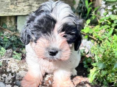Tibetan Terrier x Bichon Frise puppies in Laois