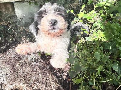 Tibetan Terrier x Bichon Frise puppies in Laois