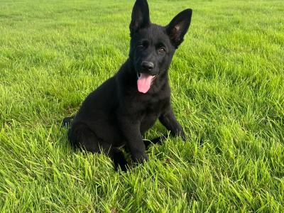 IKC registered Pedigree Champion German Shepherd puppies in Kerry