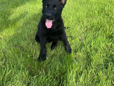 IKC Registered Pedigree Champion German Shepherd puppies in Kerry