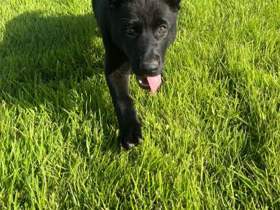 IKC Registered Pedigree Champion German Shepherd puppies in Kerry