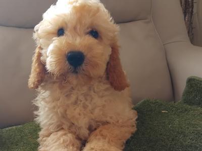 Stunning miniature Cockapoo puppies  2 male available