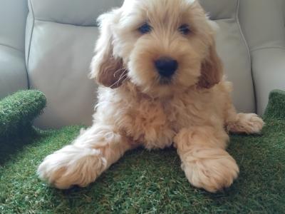 Stunning miniature Cockapoo puppies  2 male available