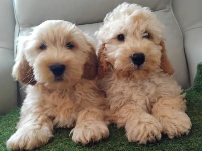 Stunning miniature Cockapoo puppies  2 male available