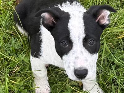 Border Collie x Australian Kelpie puppies for sale in Galway