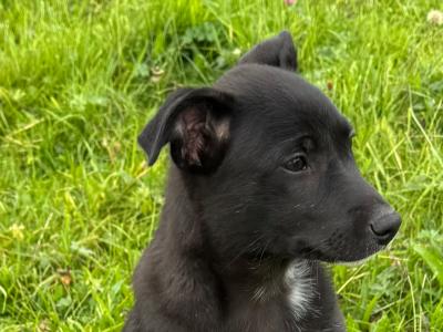 Border Collie x Australian Kelpie puppies for sale in Galway