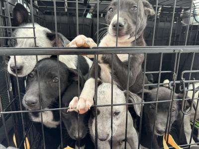 Border Collie x Australian Kelpie puppies for sale in Galway
