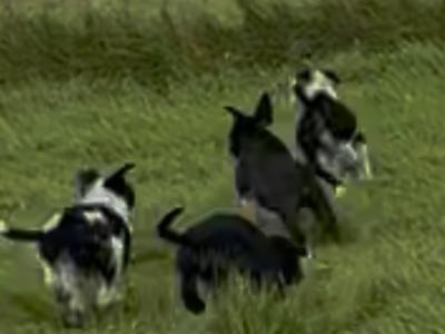 Border Collie x Australian Kelpie puppies for sale in Galway