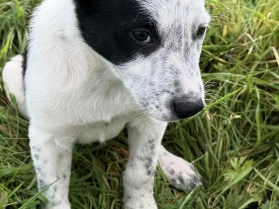 Border Collie x Australian Kelpie puppies for sale in Galway