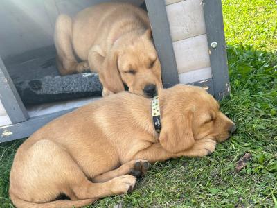 Purebred Award Winning IKC Registered Golden Labrador puppies *only 4 Left*