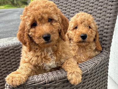 Miniature Poodle puppies 🐩 in Carlow *one male available *