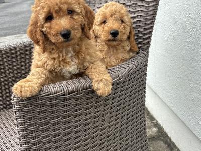 Miniature Poodle puppies 🐩 in Carlow