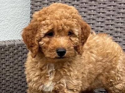 Miniature Poodle puppies 🐩 in carlow *one male available *