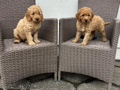 Miniature Poodle puppies 🐩 in Carlow