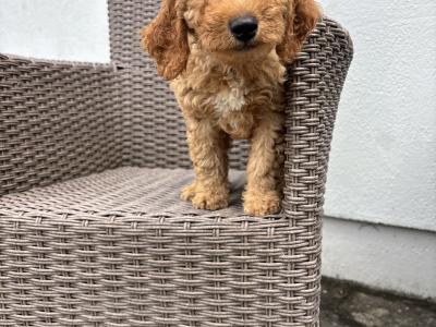 Miniature Poodle puppies 🐩 in Carlow