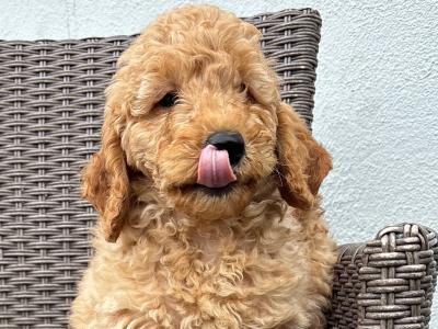 Miniature Poodle puppies 🐩 in Carlow