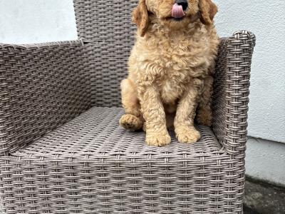 Miniature Poodle puppies 🐩 in Carlow