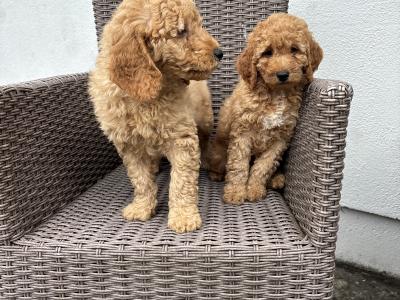 Miniature Poodle puppies 🐩 in Carlow