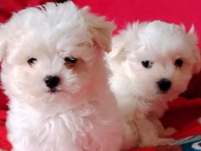 Gorgeous purebred Maltese puppies in Westmeath