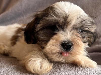 Shih Tzu puppies in Carlow