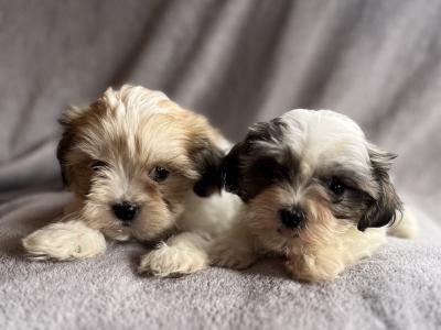 Shih Tzu puppies in Carlow