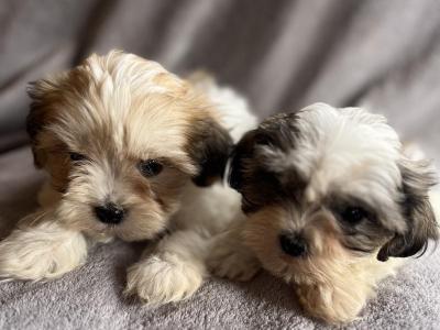 Shih Tzu puppies in Carlow
