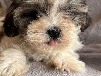 Shih Tzu puppies in Carlow