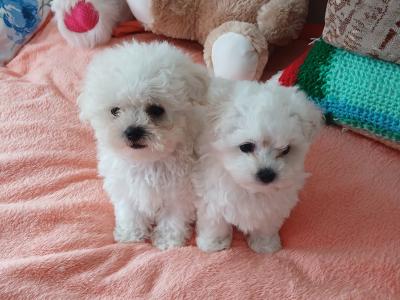 Gorgeous purebred Maltese puppies in Westmeath