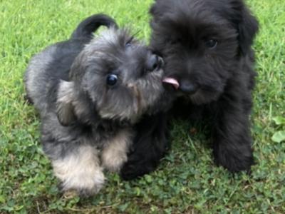 Miniature Schnauzer puppies in Wexford