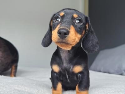 Miniature Dachshund puppies in Offaly - IKC