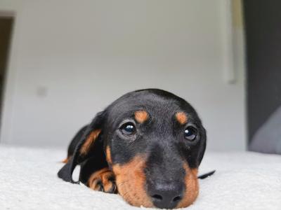 Miniature Dachshund puppies in Offaly - IKC