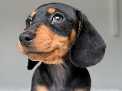 Miniature Dachshund puppies in Offaly - IKC