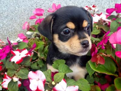 Unique Jug puppies *1 left