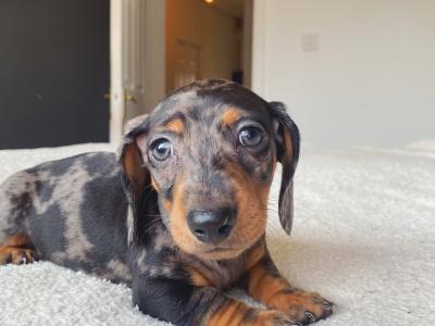 Miniature Dachshund puppies in Offaly - IKC