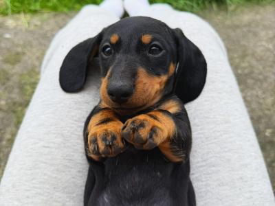 Miniature Dachshund puppies in Offaly - IKC